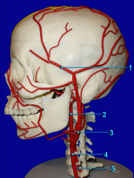 CEREBRAL VASULATURE HEAD - ARTERIES -  LATERAL VIEW