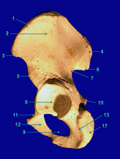 Coxal "A"