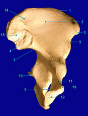 Coxal "B"