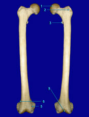 Femur 
