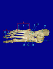 Foot