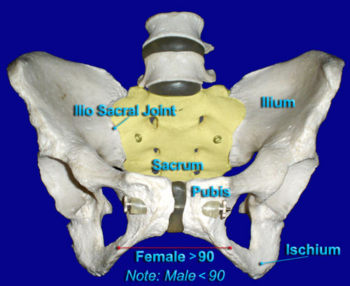 Pelvis