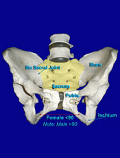 Pelvis