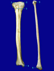 Tibia and Fibula