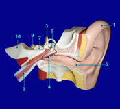 Ear - Intrnal Structures