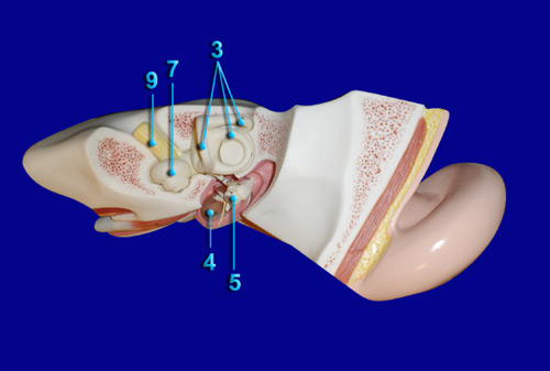 EAR - INTERNAL STRUCTURES  SUPERIOR VIEW 