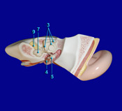 Ear - Internal Structure Superior View