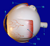 Eye - Lateral View