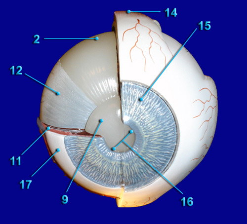 EYE - ANTERIOR VIEW