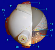 Eye - Posterior View