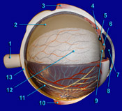 Eye - Internal Structures