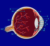 Eye - Illustration