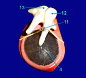 Ear - Tympanic Membrane and Ear Ossicles