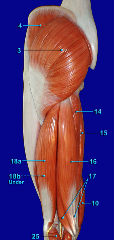 THIGH POSTERIOR