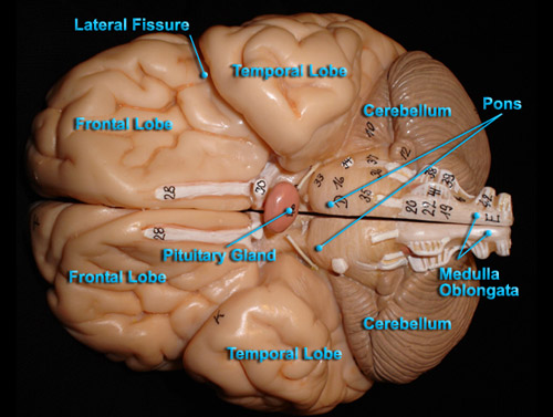 BRAIN - INFERIOR VIEW