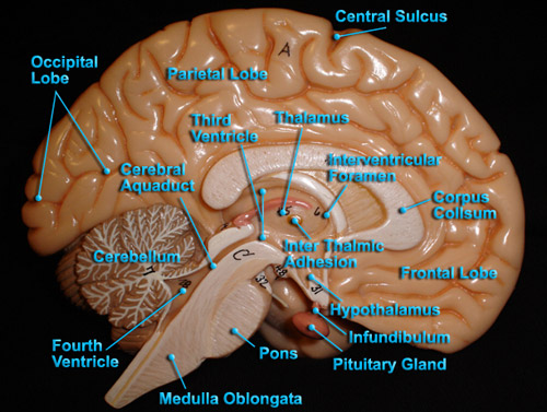 BRAIN - MID SAGGITAL VIEW
