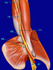 Brachial Plexus