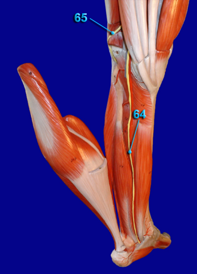 Posterior Thigh and Leg Nerves