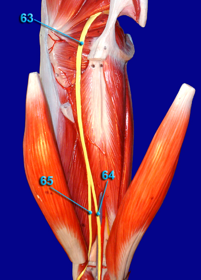 Posterior Thigh Nerves