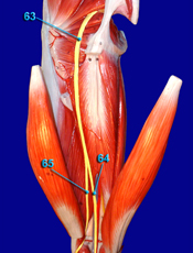 Radial Nerve
