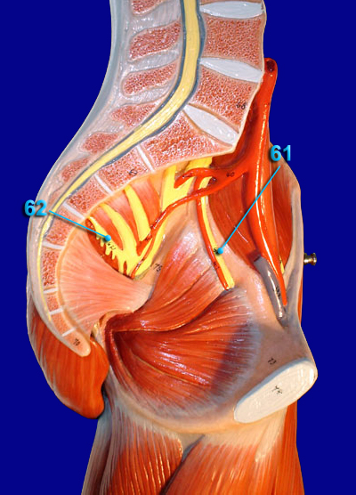 Lumbosacral Plexus Alternative View