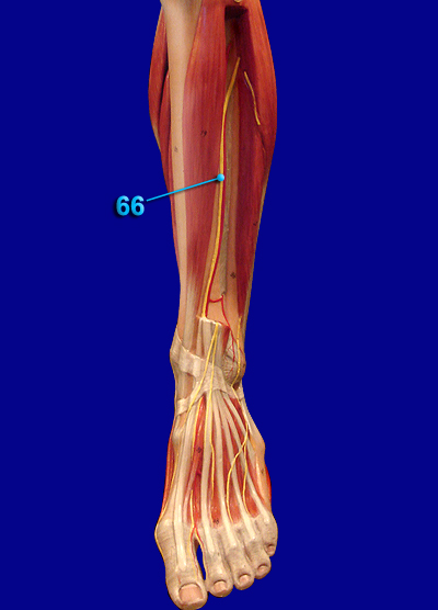 Deep Peroneal Nerve