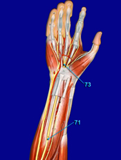 Median Nerve