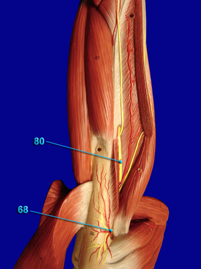 Radial and Axillary Nerves