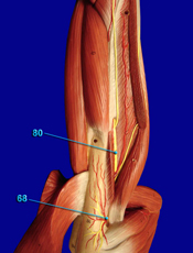 Radial Nerve