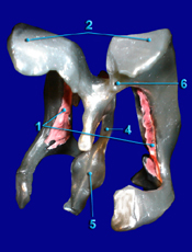 Ventricles - Anterior View