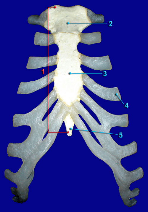 Sternum