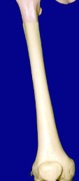 Femur and Patella