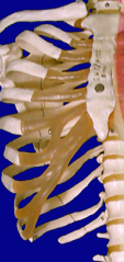 Thorax