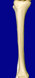 Leg Bones
