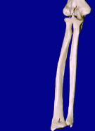 Forearm Bones