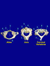 Cervical 
