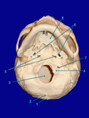 Skull Inferior