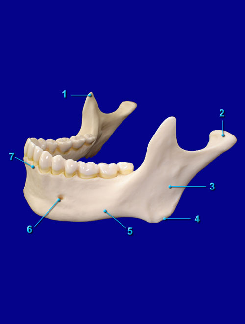 SKULL MANDIBLE