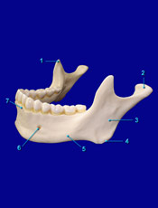 Skull Mandible