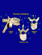 Thoracic