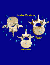 Lumbar 