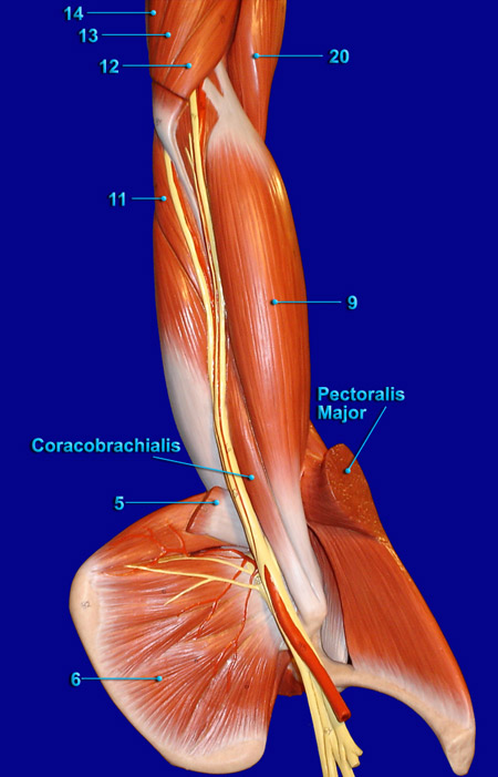 ARM MEDIAL
