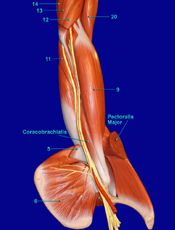 Arm Medial
