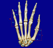 Hand