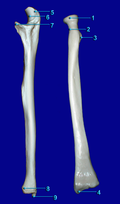 ULNA - RADIUS