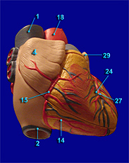 Heart Image 2