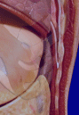 Spleen