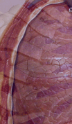 Respiratory System