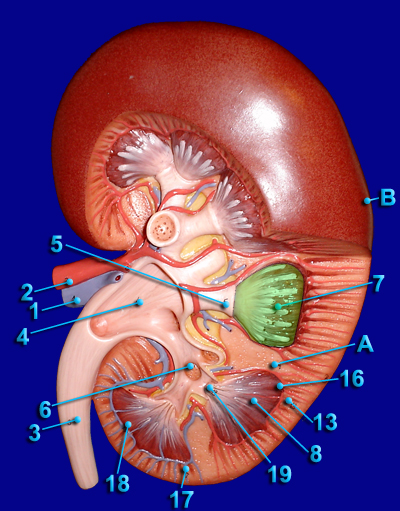 kidney